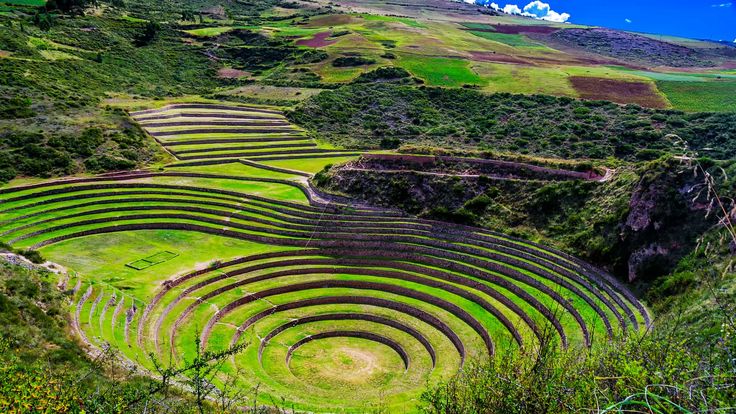 moray