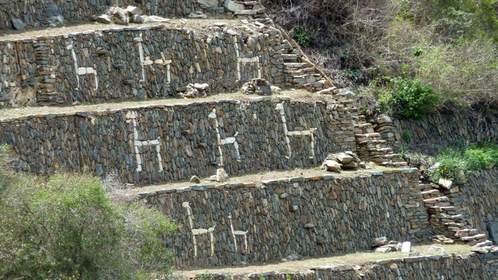 choquequirao llamas